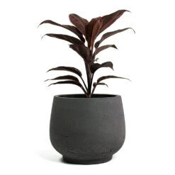 Mini Pixie Plant Pot - Black Washed -Plants Sale Store Cordyline fruticosa Mambo Hawaiian Ti Plant Mini Pixie Plant Pot Black Washed