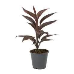 Cordyline Fruticosa Mambo - Hawaiian Ti Plant -Plants Sale Store Cordyline fruticosa Mambo Hawaiian Ti Plant a0c65b4b 8ead 47e2 a284 a2b6a510e83d