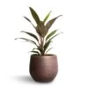 Cordyline Fruticosa Rumba - Hawaiian Ti Plant -Plants Sale Store Cordyline fruticosa Rumba Hawaiian Ti Plant 12x35cm Lydia Plant Pot Shiny Purple 15x13cm