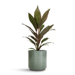 Cordyline Fruticosa Rumba - Hawaiian Ti Plant -Plants Sale Store Cordyline fruticosa Rumba Hawaiian Ti Plant 12x35cm Remmi Glaze Plant Pot Green 14x14cm be6d917c 0351 45d1 b6df 4409cbbfa099