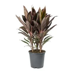Cordyline Fruticosa Rumba - Hawaiian Ti Plant -Plants Sale Store Cordyline fruticosa Rumba Hawaiian Ti Plant