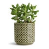 Cotyledon Tomentosa Ladys - Bear Paw Plant -Plants Sale Store Cotyledon tomentosa ladys Bear Paw Plant 10.5x20cm Thies Plant Pot Olive Green 13x13cm