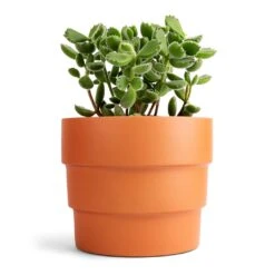Cotyledon Tomentosa Ladys - Bear Paw Plant 12 Cotyledon Tomentosa Ladys - Bear Paw Plant -Plants Sale Store Cotyledon tomentosa ladys Bear Paw Plant 12x15cm Boston Tiered Plant Pot Terracotta 16.5x14cm