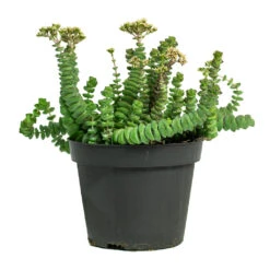 Crassula Marneriana Hottentot - Jade Necklace -Plants Sale Store Crassula marneriana Hottentot Jade Necklace 11cm