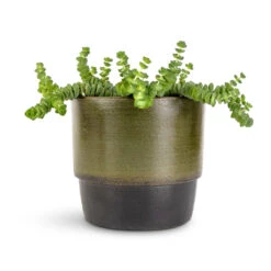 Erik Plant Pot - Dark Olive -Plants Sale Store Crassula marneriana Hottentot Jade Necklace 11x15cm Erik Plant Pot Olive 14x12cm c047c023 b934 444d 9283 006ff317c701