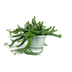 Crassula Marneriana Hottentot - Jade Necklace -Plants Sale Store Crassula marneriana Hottentot Jade Necklace 14cm