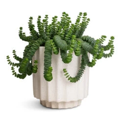 Bourton Scalloped Plant Pot - Ivory 11 Bourton Scalloped Plant Pot - Ivory -Plants Sale Store Crassula marneriana Hottentot Jade Necklace 14x20cm Bourton Scalloped Plant Pot Ivory 16x16cm