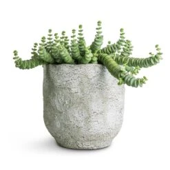 Crassula Marneriana Hottentot - Jade Necklace -Plants Sale Store Crassula marneriana Hottentot Jade Necklace 14x20cm Dave Plant Pot Cool Grey 17x17cm 73908b6c 2288 4369 9e0f 98ccd293a37b