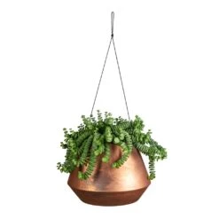 Crassula Marneriana Hottentot - Jade Necklace -Plants Sale Store Crassula marneriana Hottentot Jade Necklace 14x20cm Soho Hanging Plant Pot Aged Copper 21x15cm bae9d37c 1abb 43f5 80f1 a6de5f336d89