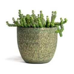 Crassula Marneriana Hottentot - Jade Necklace -Plants Sale Store Crassula marneriana Hottentot Jade Necklace 14x30cm Rinca Plant Pot Shiny Green 17x15cmV2