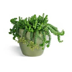 Crassula Marneriana Hottentot - Jade Necklace -Plants Sale Store Crassula marneriana Hottentot Jade Necklace Sven Plant Pot Mint