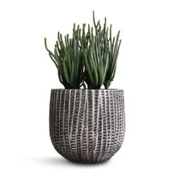 Crassula Muscosa - Watch Chain Plant -Plants Sale Store Crassula muscosa Watch Chain Plant 10.5x20cm Feico Plant Pot Metal Black 15x13cm
