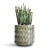 Crassula Muscosa - Watch Chain Plant -Plants Sale Store Crassula muscosa Watch Chain Plant 10.5x20cm Stian Plant Pot Moss Green 13x12cm