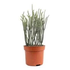 Crassula Muscosa - Watch Chain Plant -Plants Sale Store Crassula muscosa Watch Chain Plant