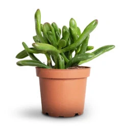 Crassula Ovata Gollum - Jade Plant -Plants Sale Store Crassula ovata Gollum Jade Plant 12x25cm 1