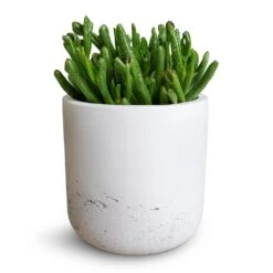 Crassula Ovata Gollum - Jade Plant -Plants Sale Store Crassula ovata Gollum Jade Plant 12x25cm Charlie Plant Pot White Washed 15x15cm