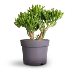 Crassula Ovata Gollum - Jade Plant -Plants Sale Store Crassula ovata Gollum Jade Plant 17x25cm 1