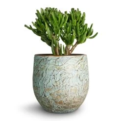 Crassula Ovata Gollum - Jade Plant -Plants Sale Store Crassula ovata Gollum Jade Plant 17x25cm Evi Plant Pot Antique Bronze 22x20cm