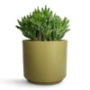 Crassula Ovata Gollum - Jade Plant -Plants Sale Store Crassula ovata Gollum Jade Plant 17x25cm Prague Plant Pot Olive 22x19.5cm 87300416 d43b 4bf7 a47a 0f7c51667325