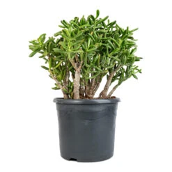 Crassula Ovata Gollum - Jade Plant -Plants Sale Store Crassula ovata Gollum Jade Plant 30x50cm