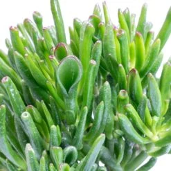 Plants Sale Store -Plants Sale Store Crassula ovata Gollum Jade Plant Leaves