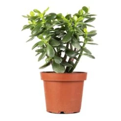 Crassula Ovata - Jade Plant -Plants Sale Store Crassula ovata Jade Plant 14x30cm