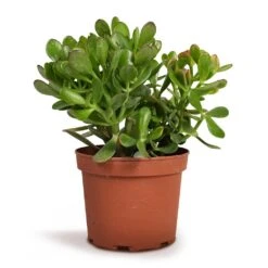 Crassula Ovata - Jade Plant -Plants Sale Store Crassula ovata Jade Plant 17x35cm