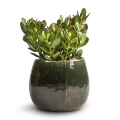 Crassula Ovata - Jade Plant -Plants Sale Store Crassula ovata Jade Plant 17x35cm Mischa Plant Pot Forest Green 24x22cm