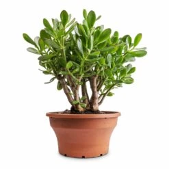 Crassula Ovata - Jade Plant -Plants Sale Store Crassula ovata Jade Plant 25x30cm 2