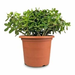 Crassula Ovata - Jade Plant -Plants Sale Store Crassula ovata Jade Plant 30x50cm 2 5acb63f4 df34 4de0 ade7 02c17b2f3dfc