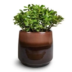 Crassula Ovata - Jade Plant -Plants Sale Store Crassula ovata Jade Plant 30x50cm Joah Plant Pot Truffle 38x34cm