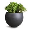 Crassula Ovata - Jade Plant -Plants Sale Store Crassula ovata Jade Plant 30x50cm Raindrop Globe Planter Anthracite 42x30cm