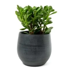 Esra Plant Pot - Graphite 31 Esra Plant Pot - Graphite -Plants Sale Store Crassula ovata Jade Plant Esra Graphite Plant Pot 8c8e2d80 9a71 4608 a45b 10faa117c6f6