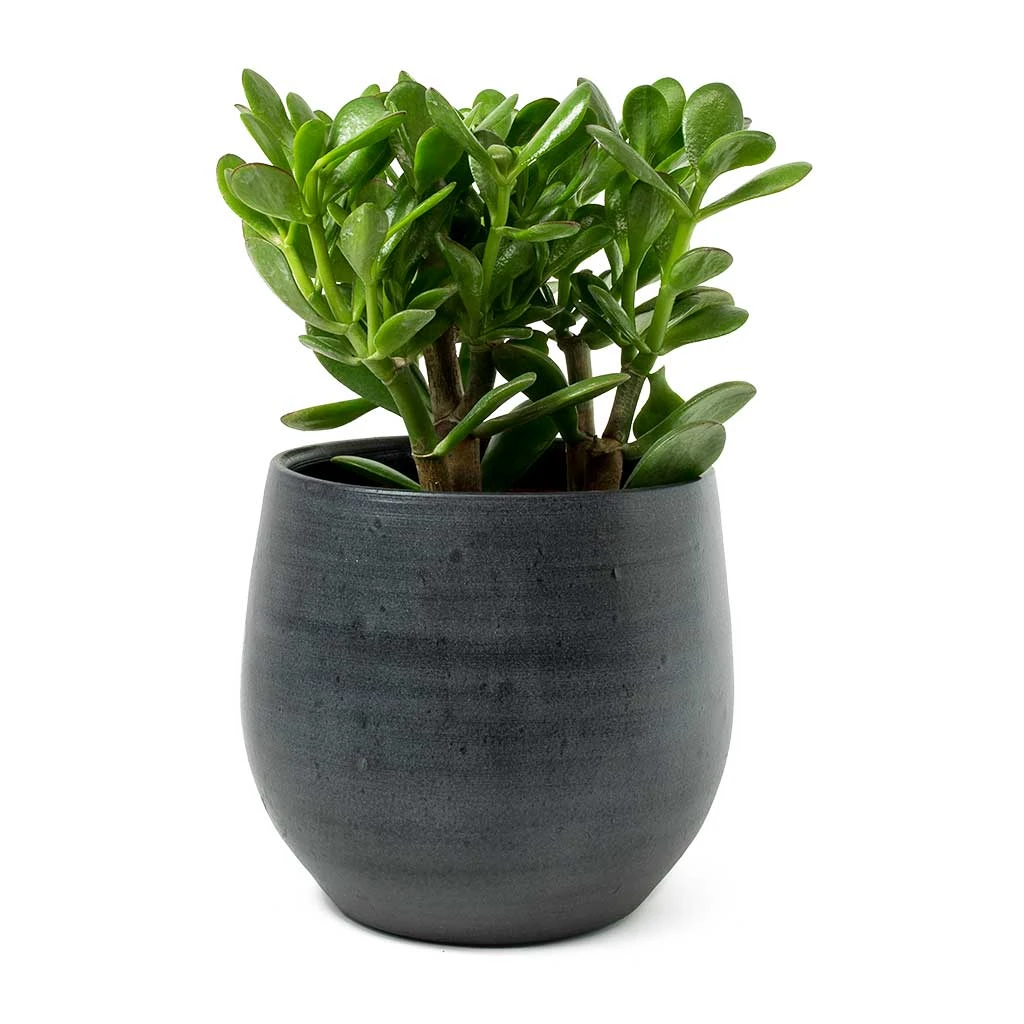 Esra Plant Pot - Graphite 16 Esra Plant Pot - Graphite - Image 14