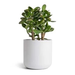 Crassula Ovata Sunset - Jade Plant -Plants Sale Store Crassula ovata Sunset Jade Plant 12 2x25cm Lisbon Plant Pot White 15x15cm
