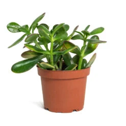 Crassula Ovata Sunset - Jade Plant -Plants Sale Store Crassula ovata Sunset Jade Plant 12cm New