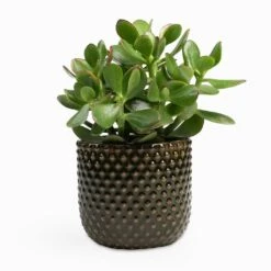 Crassula Ovata Sunset - Jade Plant -Plants Sale Store Crassula ovata Sunset Jade Plant 12x25cm Bolino Plant Pot Green 14x13cm