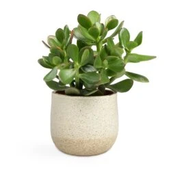 Crassula Ovata Sunset - Jade Plant -Plants Sale Store Crassula ovata Sunset Jade Plant 12x25cm Iris Plant Pot Sand 14x12cm