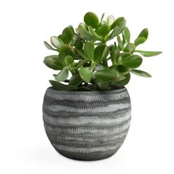 Crassula Ovata Sunset - Jade Plant -Plants Sale Store Crassula ovata Sunset Jade Plant 12x25cm Koen Plant Pot Anthracite 16x13cm