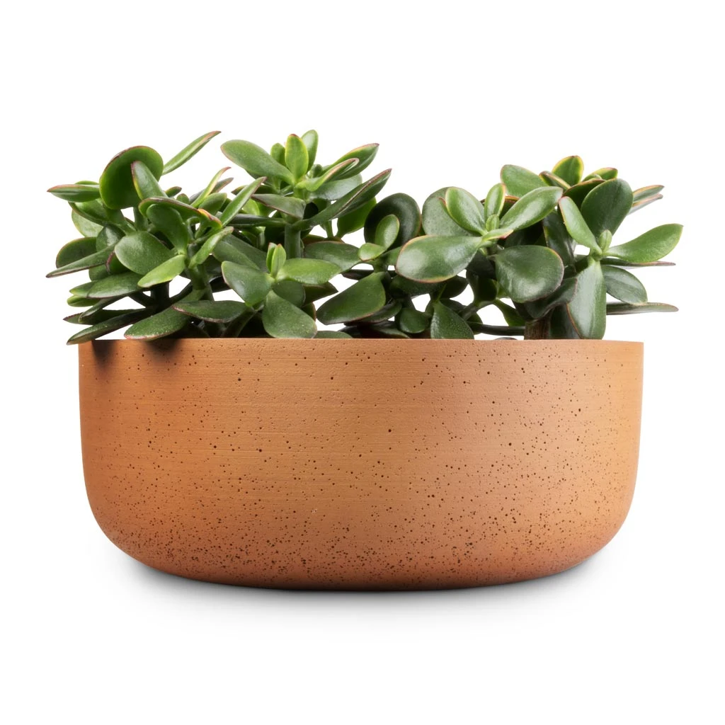 Eav Refined Plant Bowl - Canyon Orange 6 Eav Refined Plant Bowl - Canyon Orange - Image 4