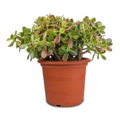 Crassula Ovata Sunset - Jade Plant -Plants Sale Store Crassula ovata Sunset Jade Plant 30x50cm