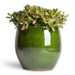 Aimee Plant Pot - Pear 27 Aimee Plant Pot - Pear -Plants Sale Store Crassula ovata Sunset Jade Plant 30x50cm Aimee Plant Pot Pear 38x34cm 2dbc6a95 d746 4725 974a 07053a5c64fb