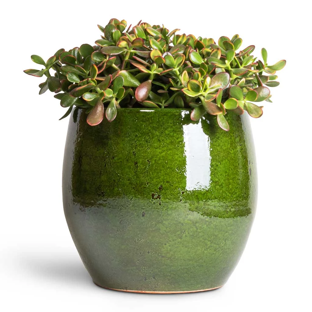 Aimee Plant Pot - Pear 14 Aimee Plant Pot - Pear - Image 12