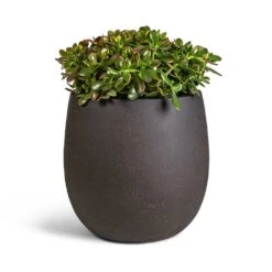 Crassula Ovata Sunset - Jade Plant -Plants Sale Store Crassula ovata Sunset Jade Plant 30x50cm Grigio Balloon Plant Pot Rusty Iron Concrete 42x42cm