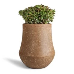 Crassula Ovata Sunset - Jade Plant -Plants Sale Store Crassula ovata Sunset Jade Plant 30x50cm Polystone Coated Darcy Planter Rock 47x56.5cm b06dc466 4586 4678 a84a cc3e652eec58