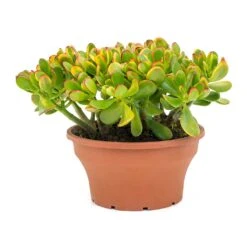Crassula Ovata Sunset - Jade Plant -Plants Sale Store Crassula ovata Sunset Jade Plant Large