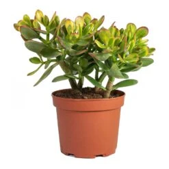 Crassula Ovata Sunset - Jade Plant -Plants Sale Store Crassula ovata Sunset Jade Plant Medium