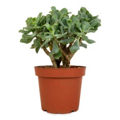 Crassula Ovata Undulata - Curly Jade Plant -Plants Sale Store Crassula ovata Undulata Curly Jade Plant 14cm 2