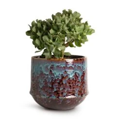 Crassula Ovata Undulata - Curly Jade Plant -Plants Sale Store Crassula ovata Undulata Curly Jade Plant 17x25cm Noud Plant Pot Marrakesh 26x22cm 25125ee1 1075 460e b6e9 2325675ab9df