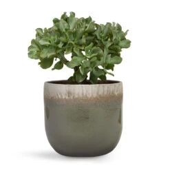 Tarra Plant Pot - Forest -Plants Sale Store Crassula ovata Undulata Curly Jade Plant 17x25cm Tarra Plant Pot Forest 23x20cm